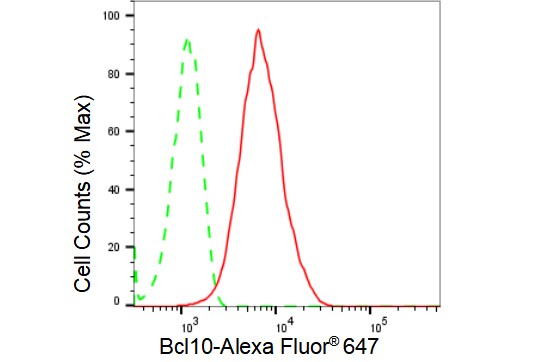 Bcl-10 Antibody (23GB1210)