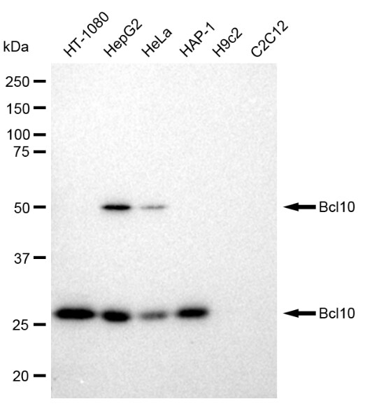 Bcl-10 Antibody (23GB1210)