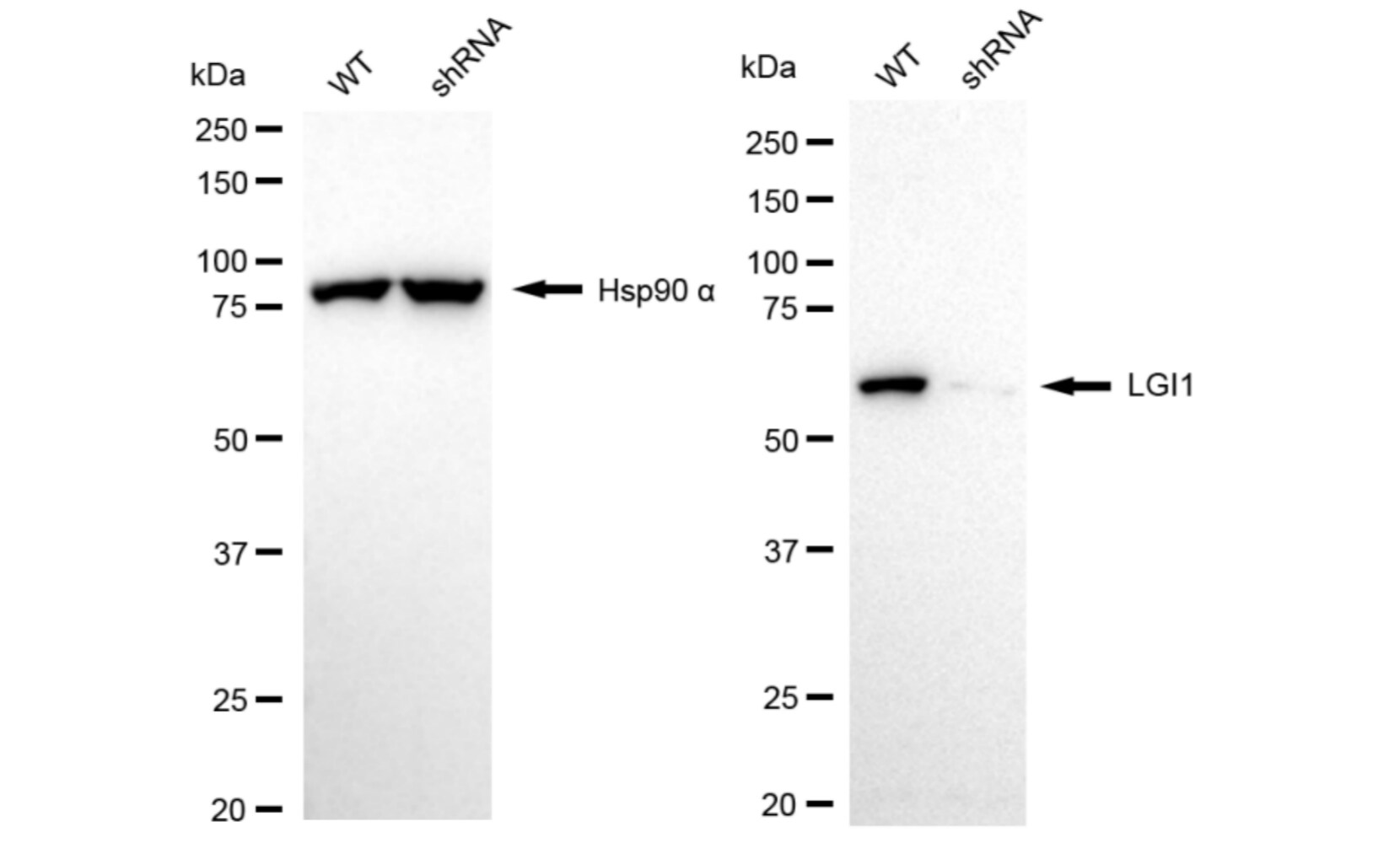 Lgi1 Antibody (24GB5950)
