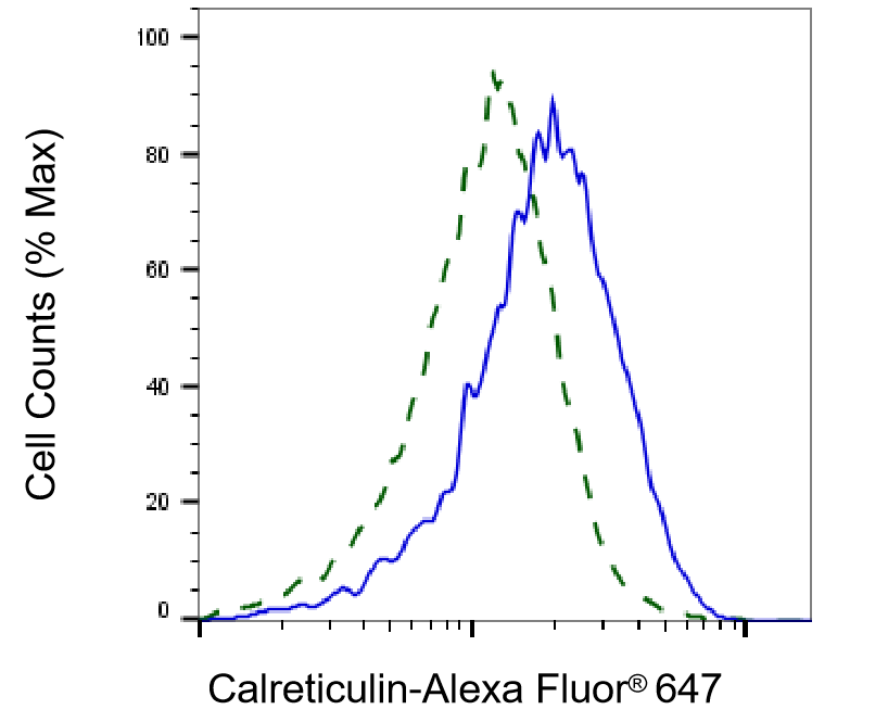 Calreticulin Antibody (23GB700)