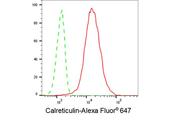 Calreticulin Antibody (23GB700)