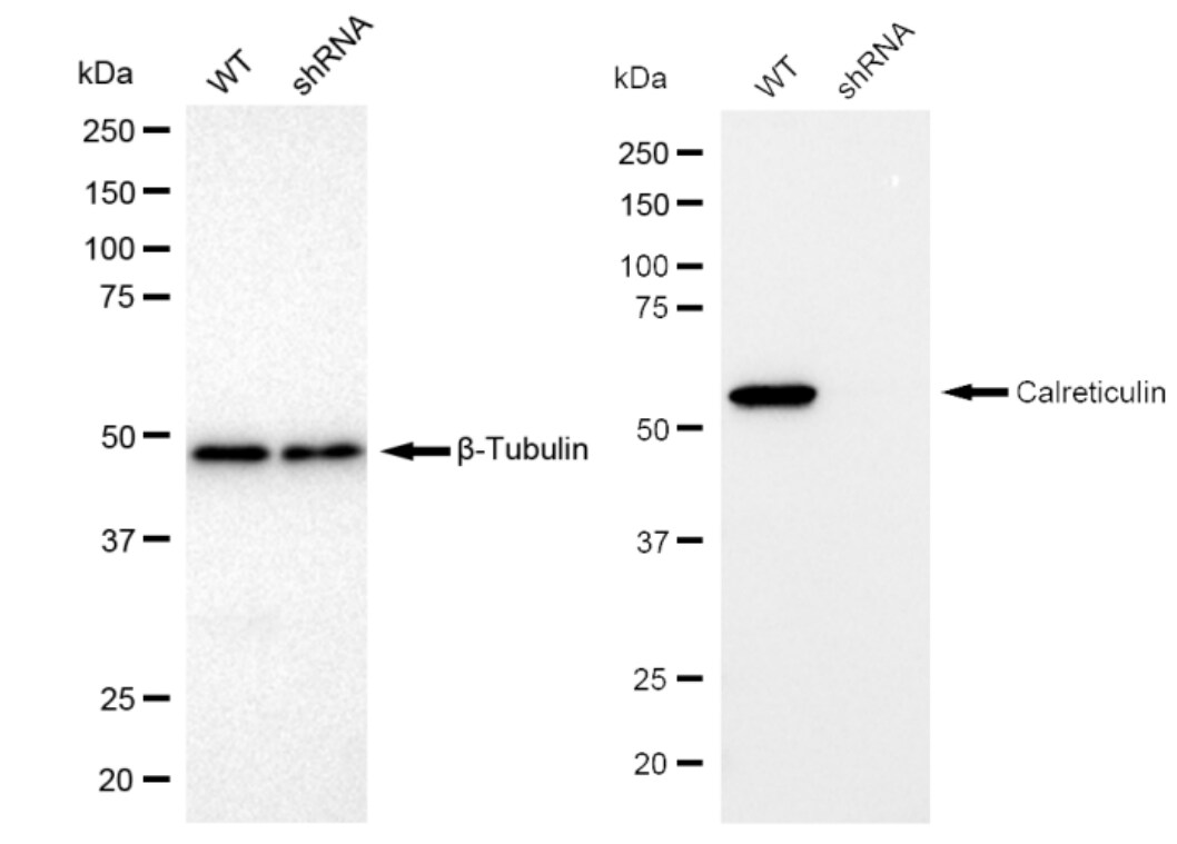 Calreticulin Antibody (23GB700)