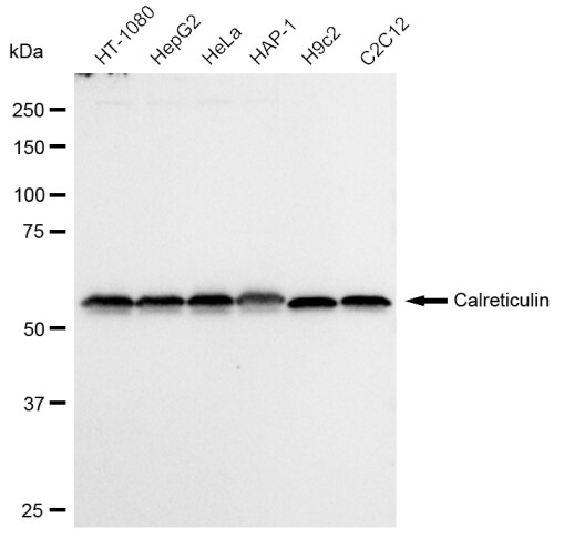 Calreticulin Antibody (23GB700)