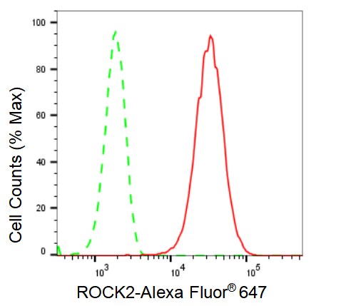 ROCK2 Antibody (23GB2030)
