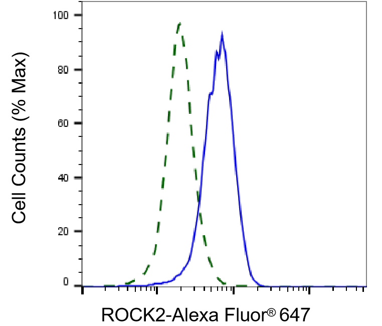 ROCK2 Antibody (23GB2030)