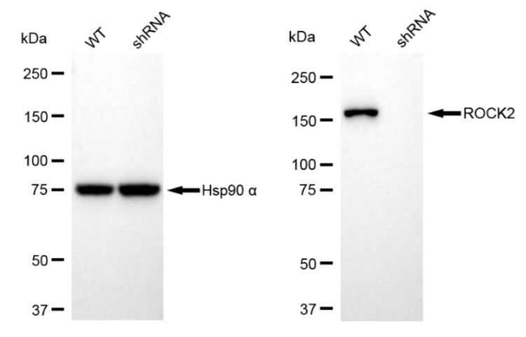 ROCK2 Antibody (23GB2030)