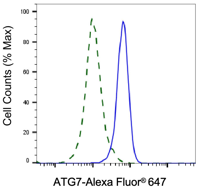 ATG7 Antibody (24GB5975)