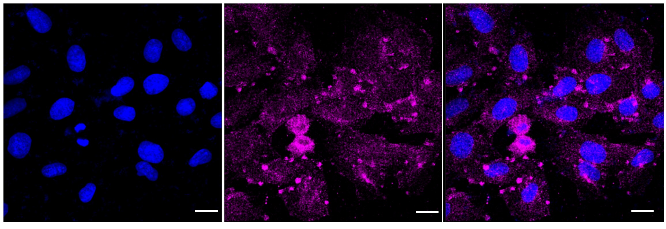 DPYD Antibody (24GB5990)