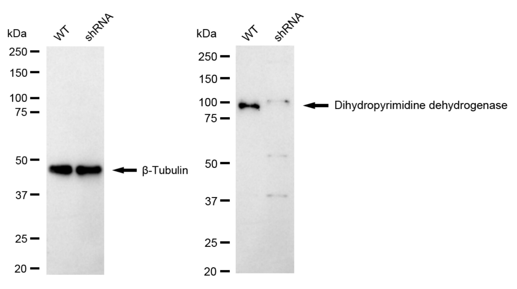 DPYD Antibody (24GB5990)