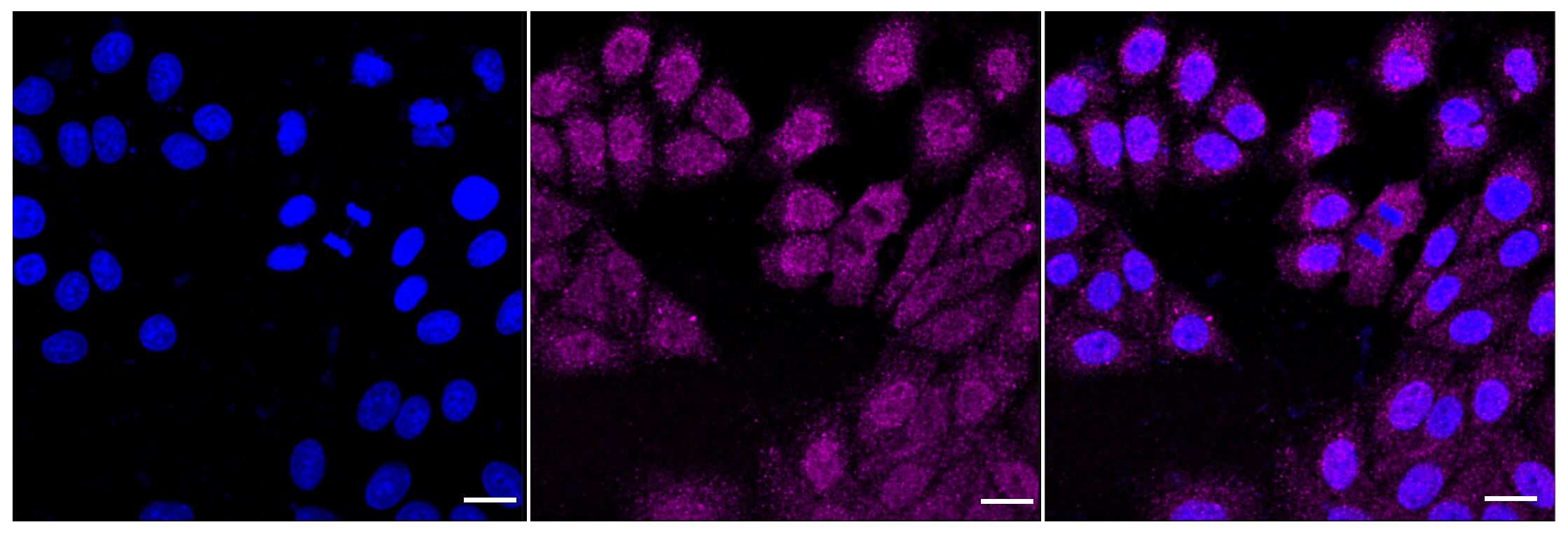 Frizzled-9 Antibody (24GB5995)