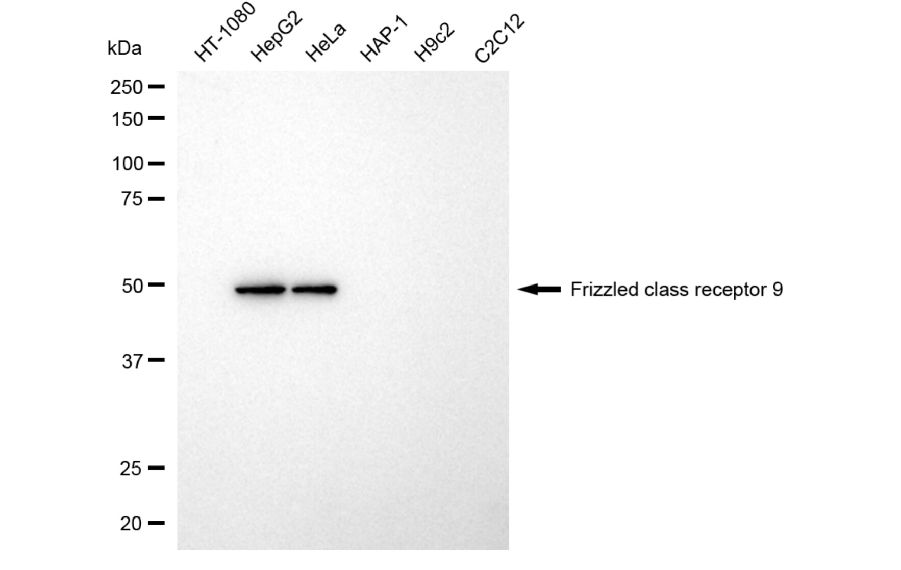 Frizzled-9 Antibody (24GB5995)