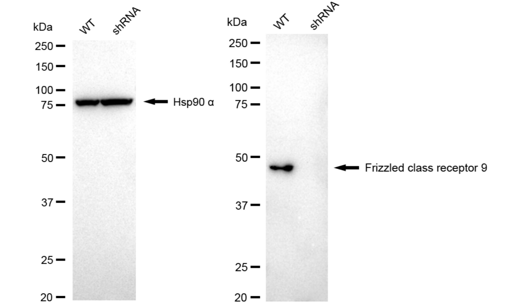 Frizzled-9 Antibody (24GB5995)