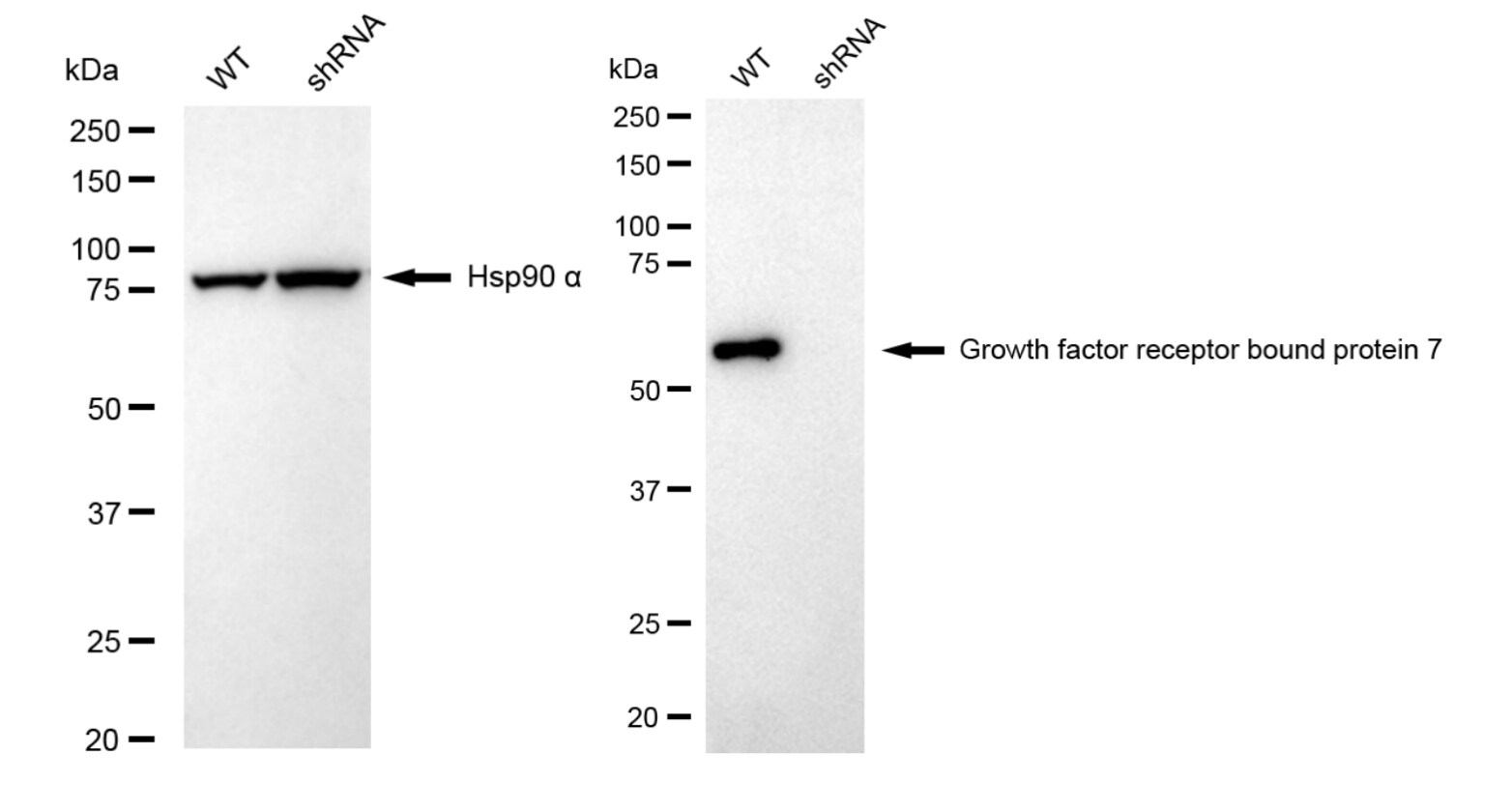 GRB7 Antibody (24GB6000)
