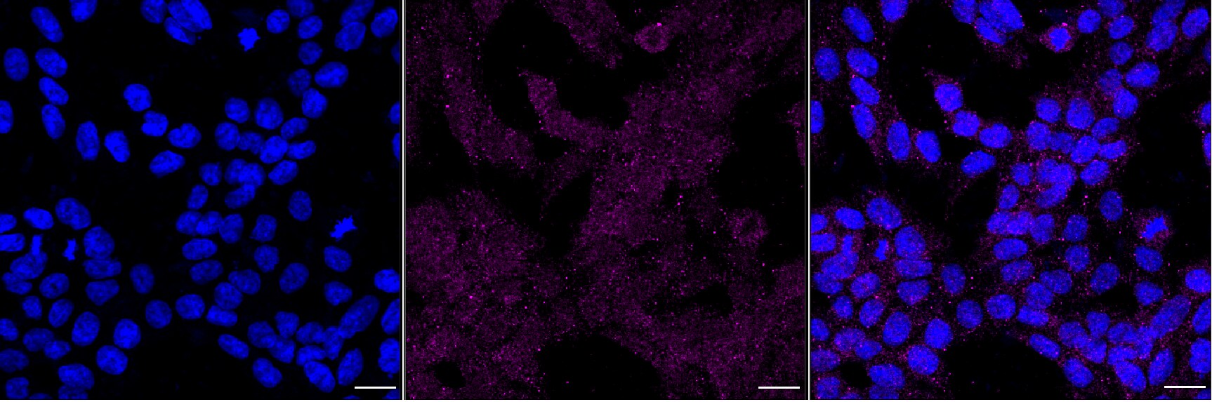 HOMER1 Antibody (24GB6005)