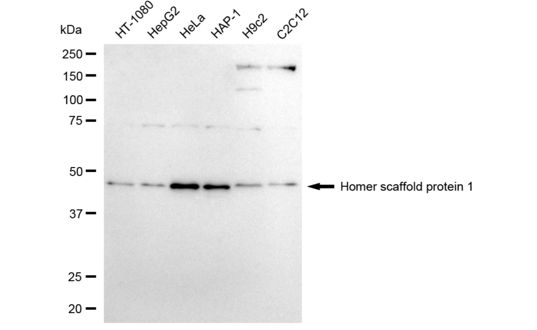 HOMER1 Antibody (24GB6005)