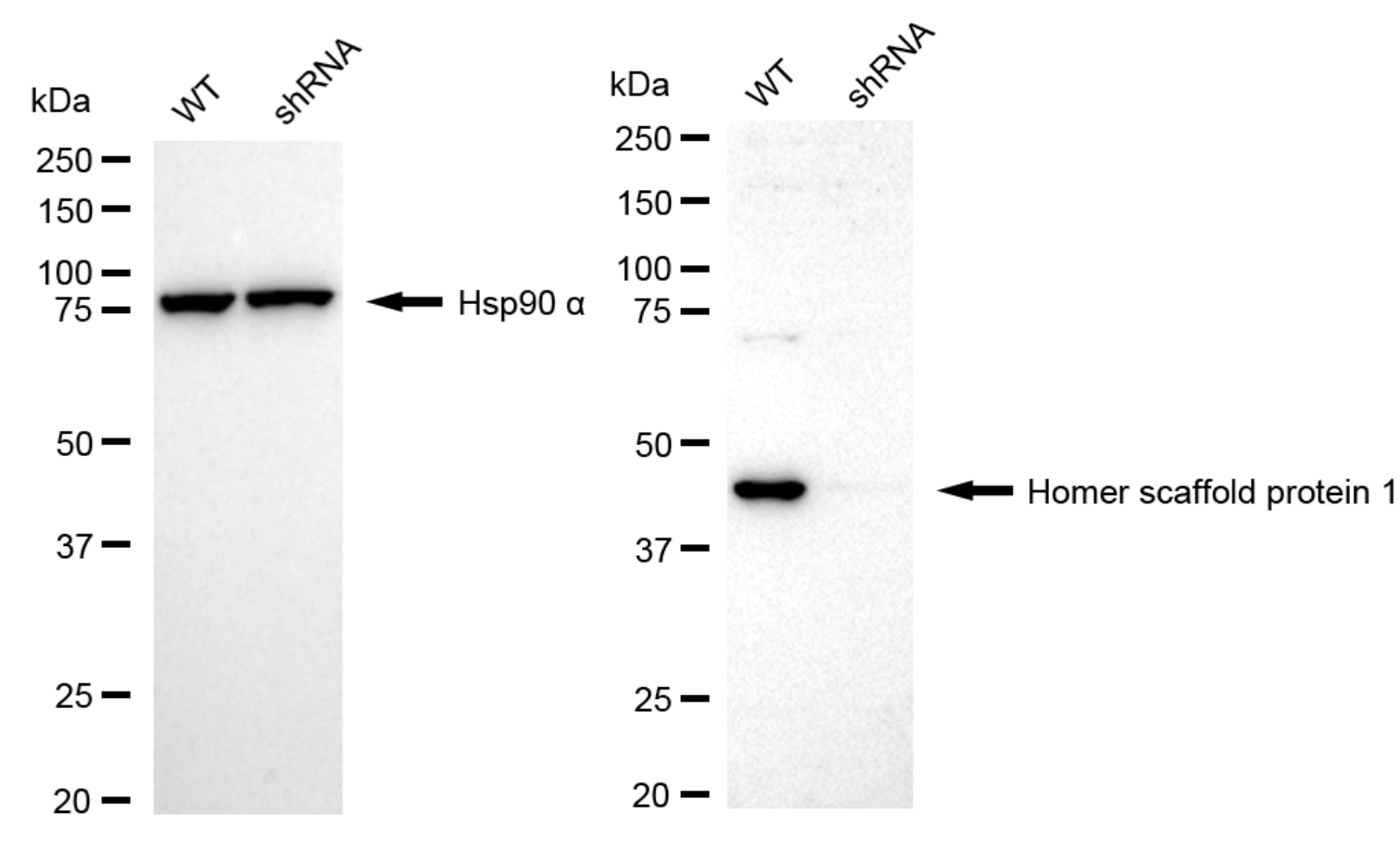 HOMER1 Antibody (24GB6005)