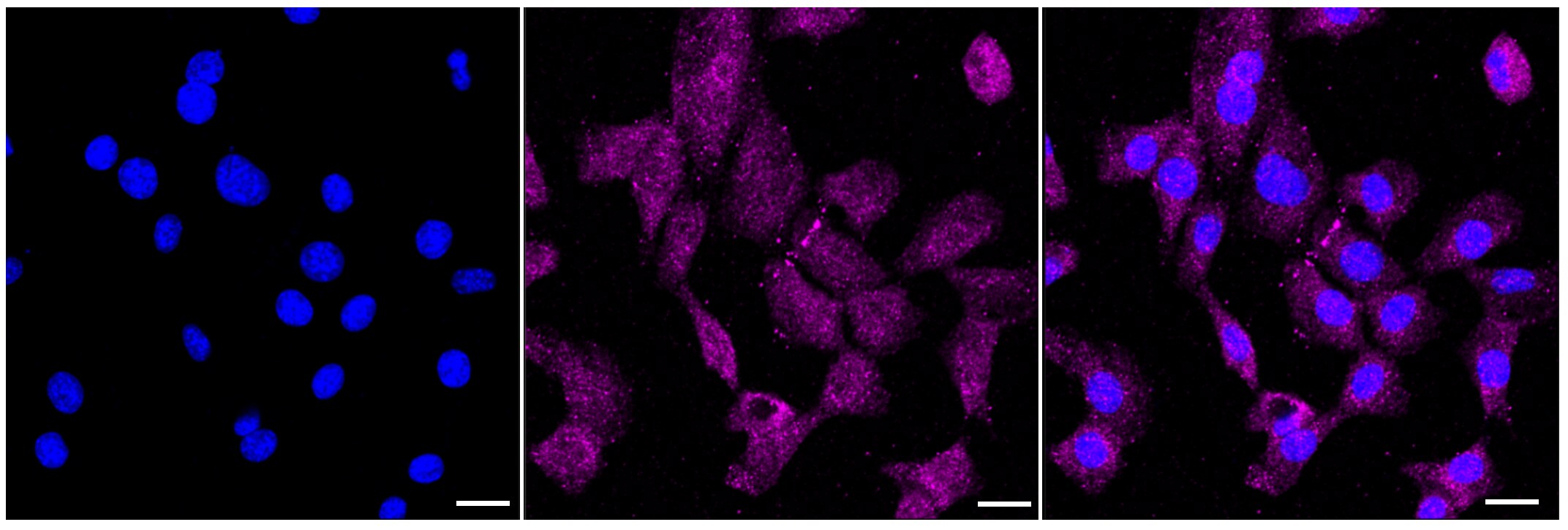 IRF6 Antibody (24GB6015)