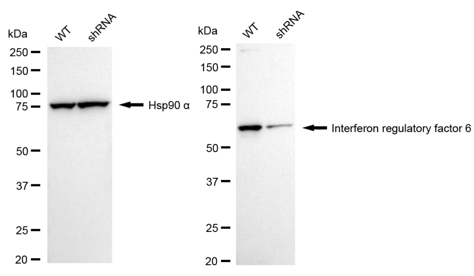 IRF6 Antibody (24GB6015)