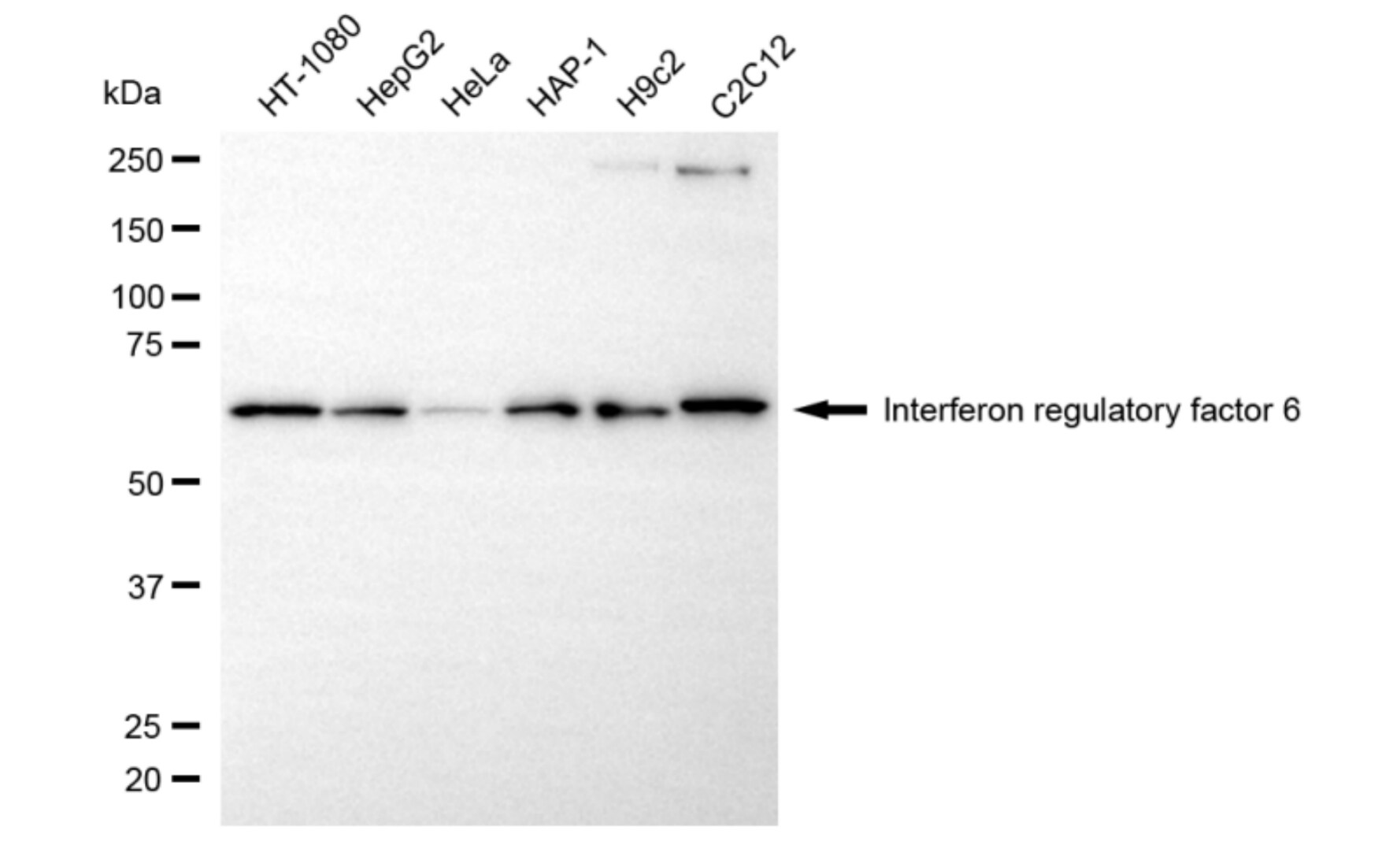 IRF6 Antibody (24GB6015)