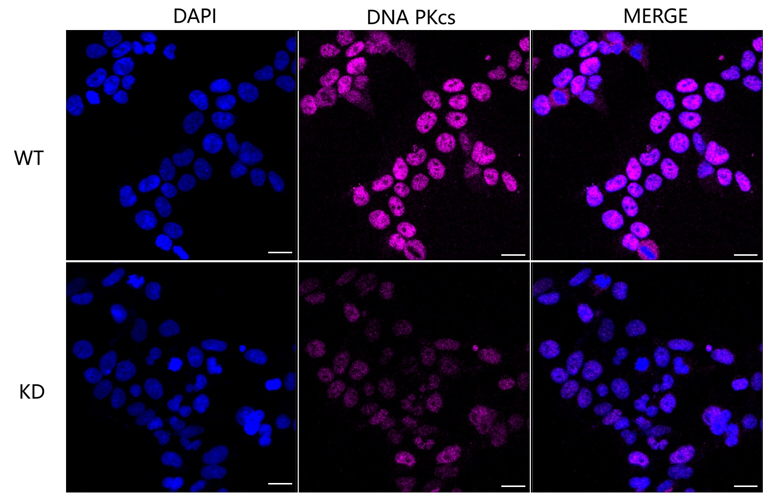 DNA-PKcs Antibody (23GB2055)