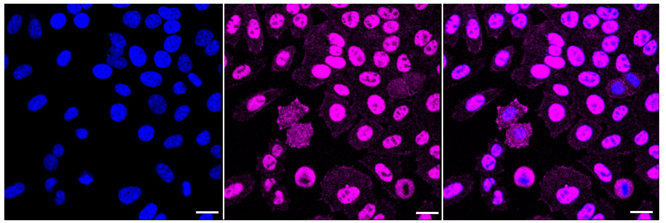 DNA-PKcs Antibody (23GB2055)
