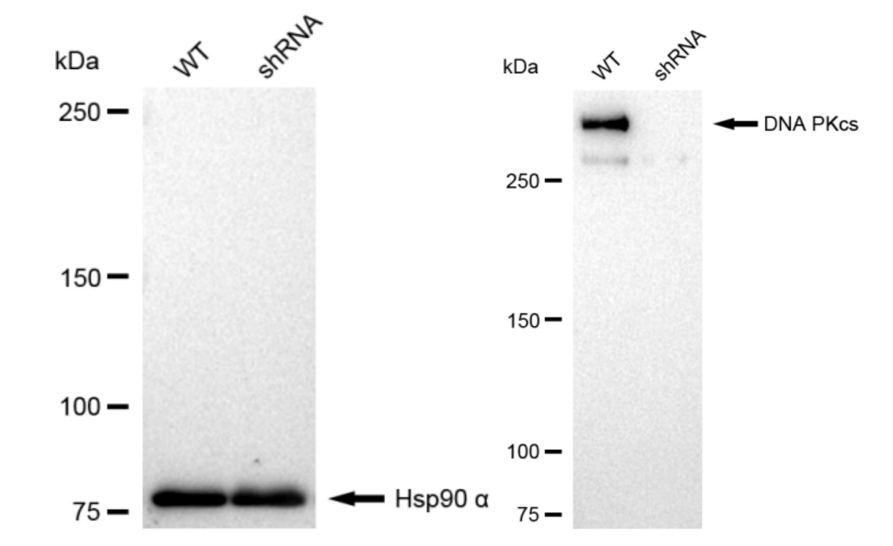 DNA-PKcs Antibody (23GB2055)