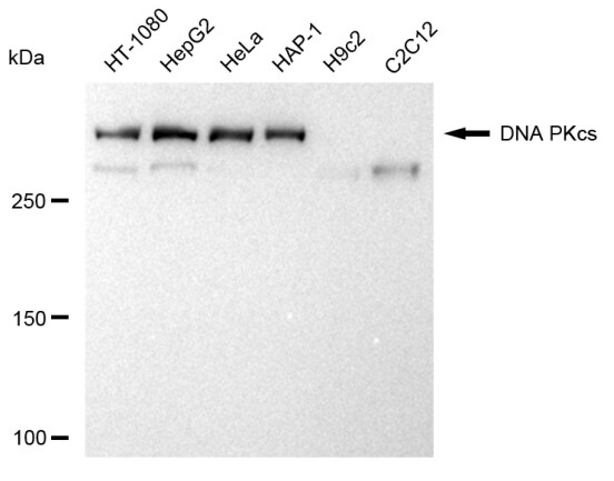 DNA-PKcs Antibody (23GB2055)