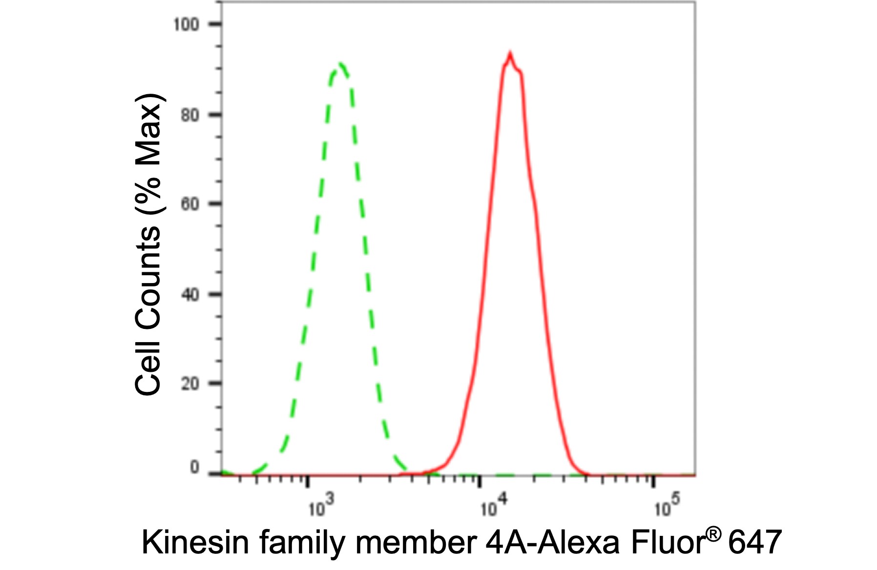 Kif4A Antibody (24GB6025)