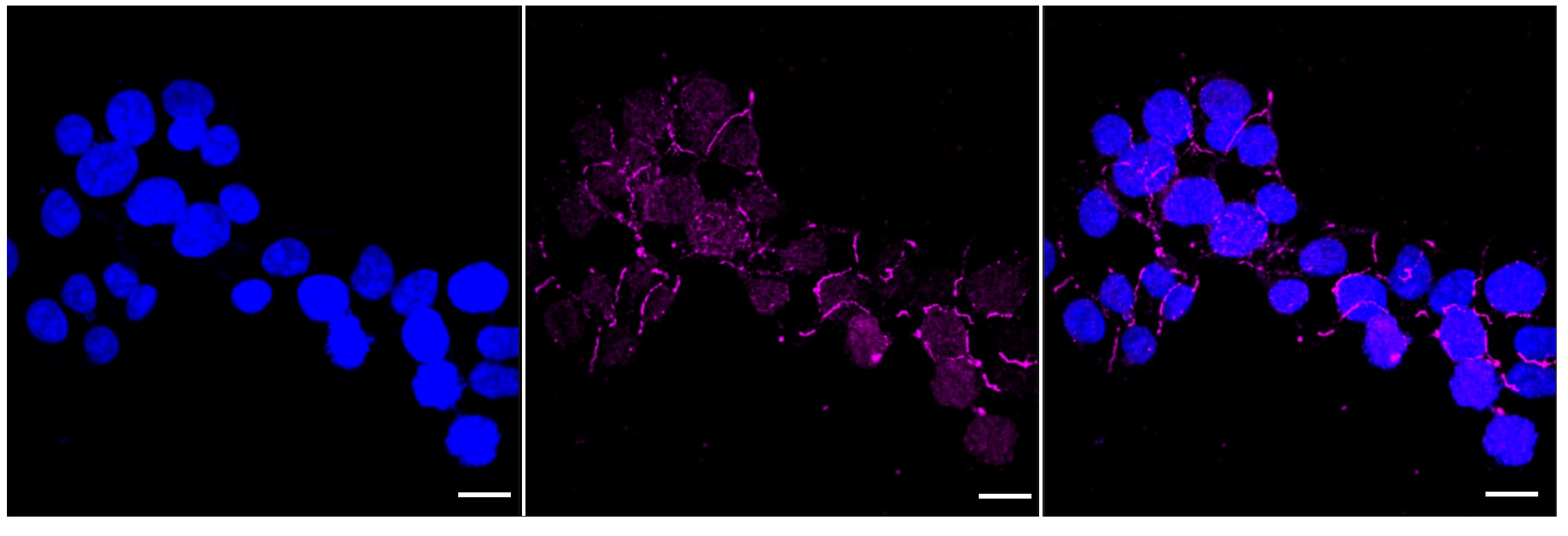 Kif4A Antibody (24GB6025)
