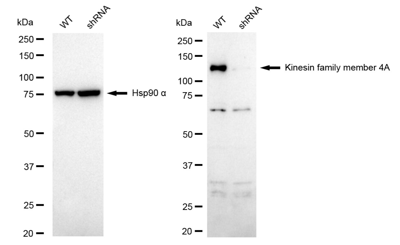 Kif4A Antibody (24GB6025)