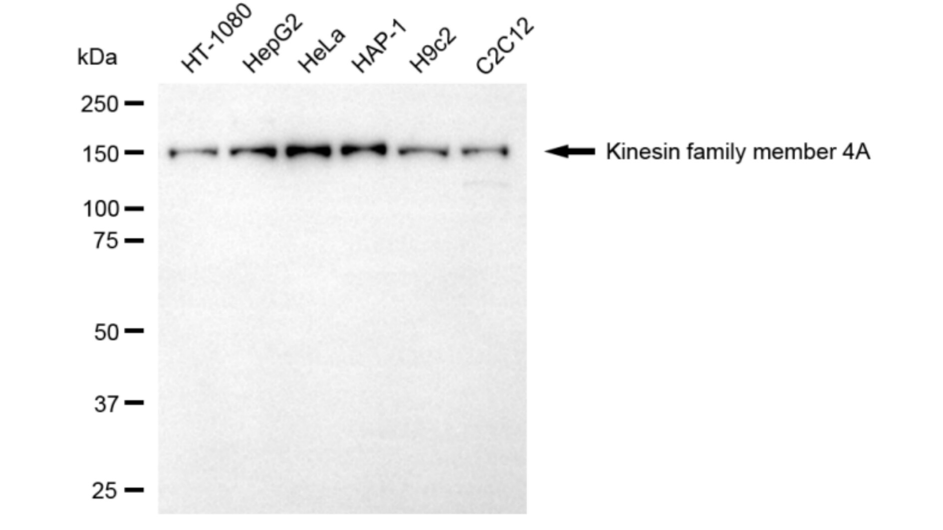 Kif4A Antibody (24GB6025)