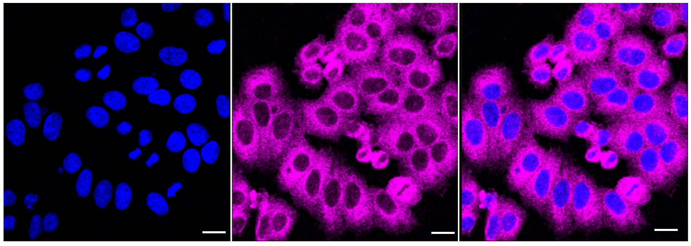 KLC1 Antibody (24GB6030)