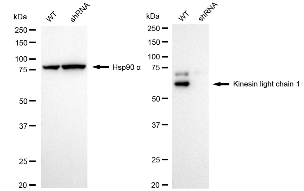 KLC1 Antibody (24GB6030)