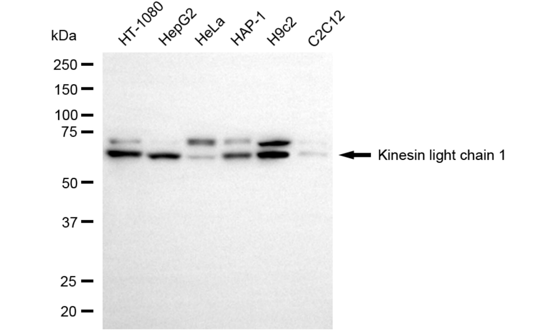 KLC1 Antibody (24GB6030)