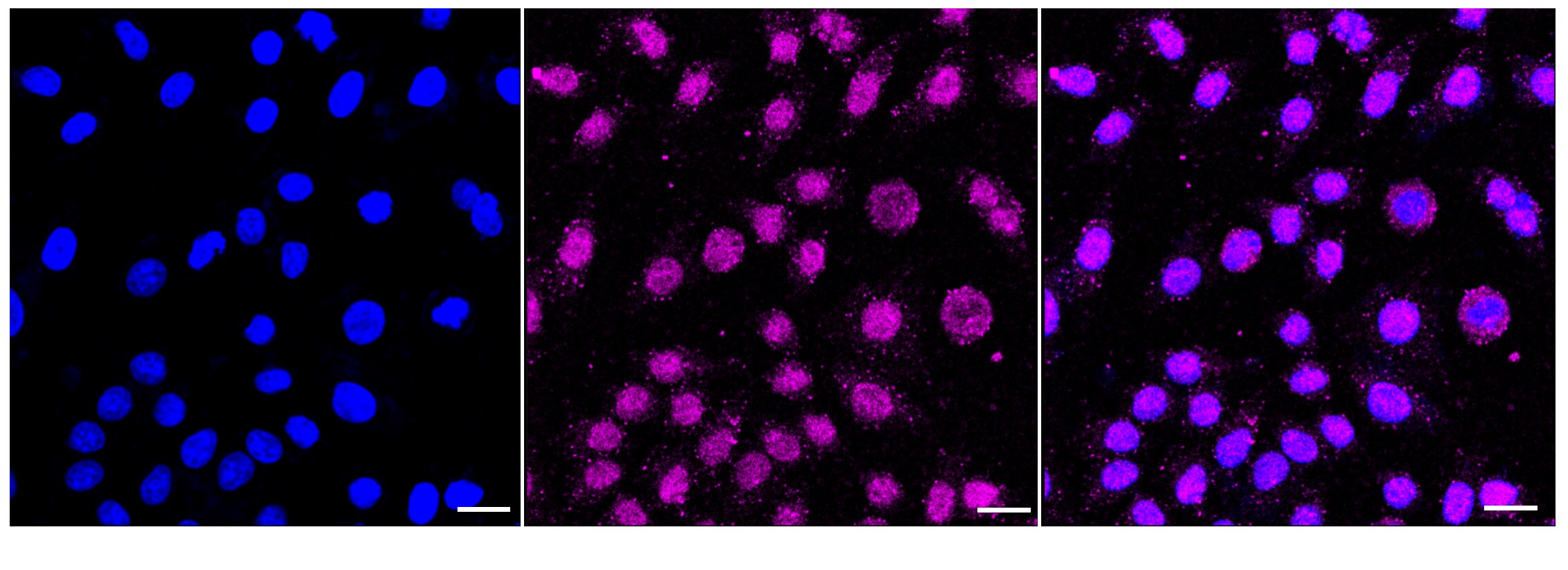 RAP30 Antibody (24GB6035)