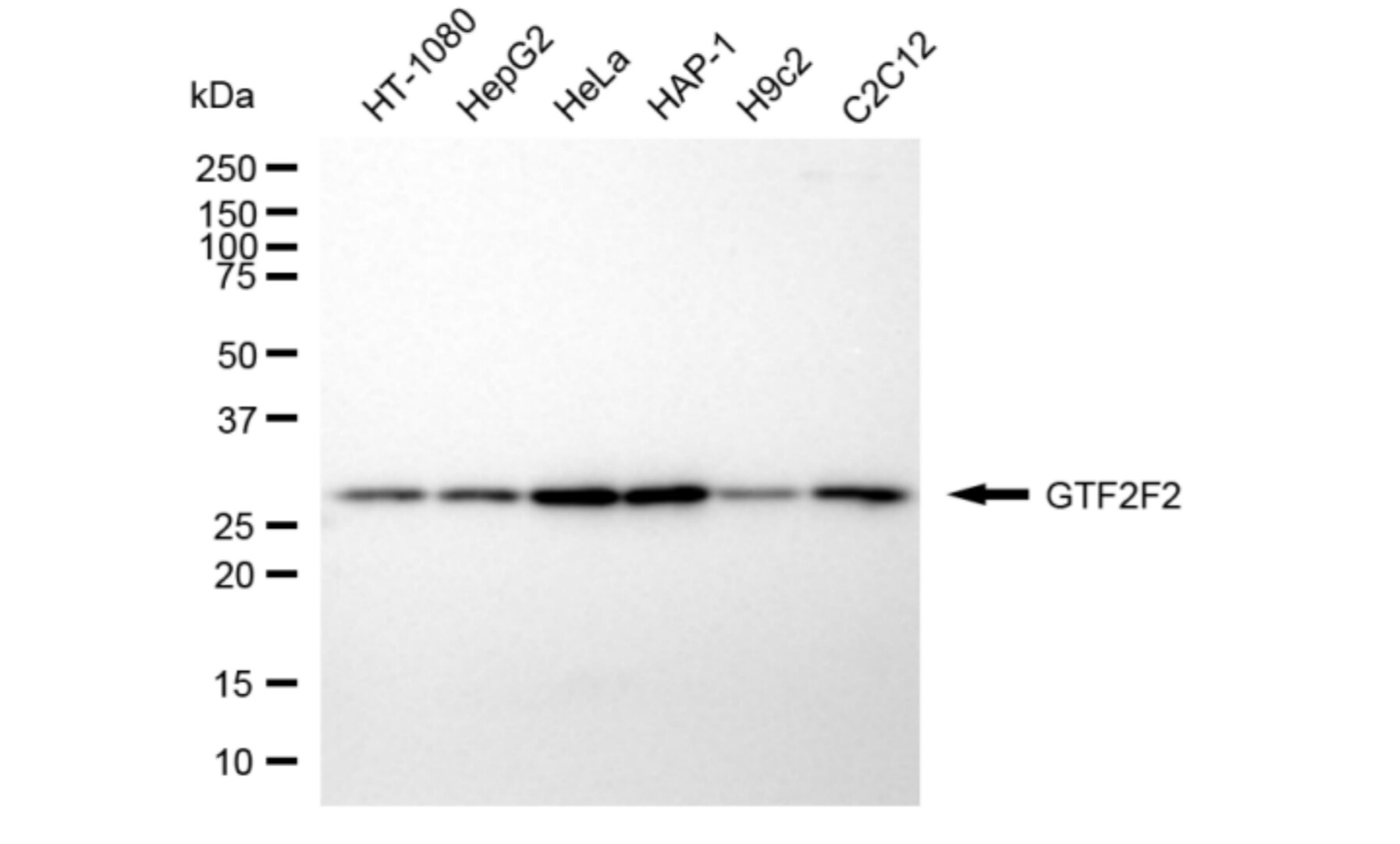 RAP30 Antibody (24GB6035)