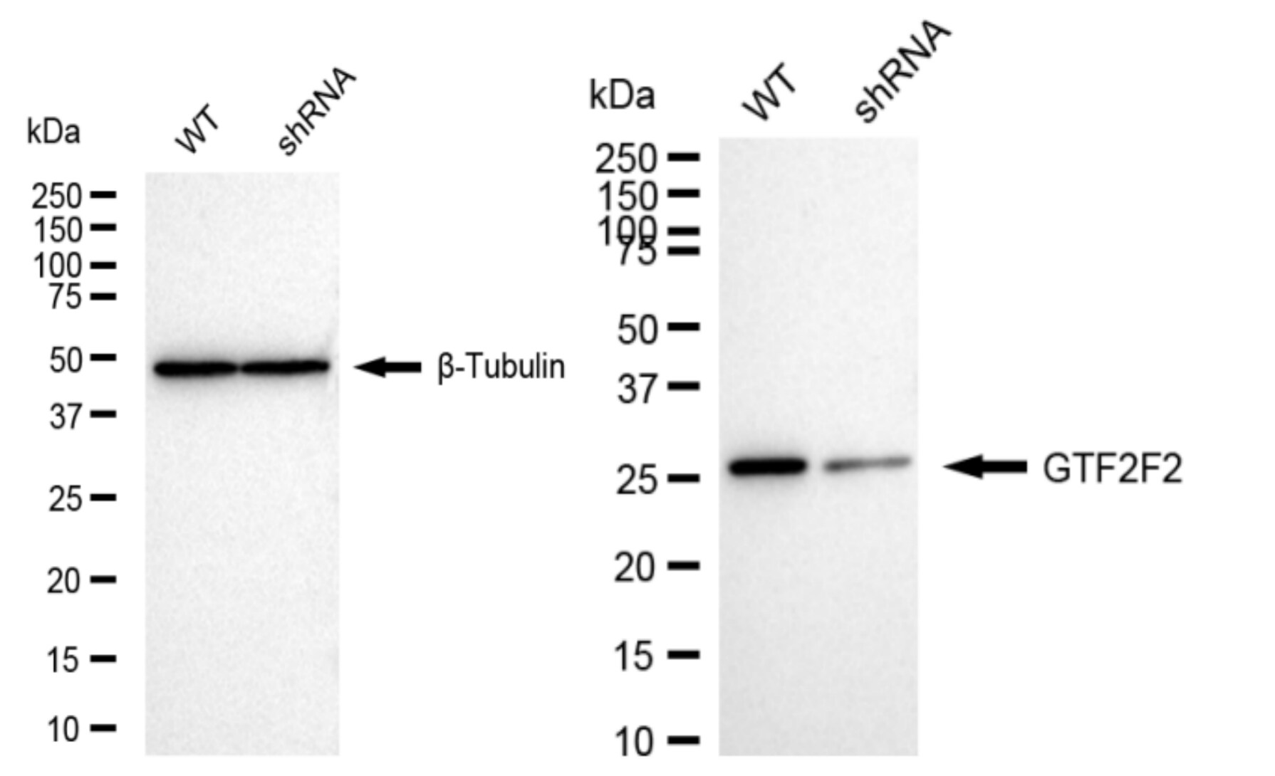 RAP30 Antibody (24GB6035)