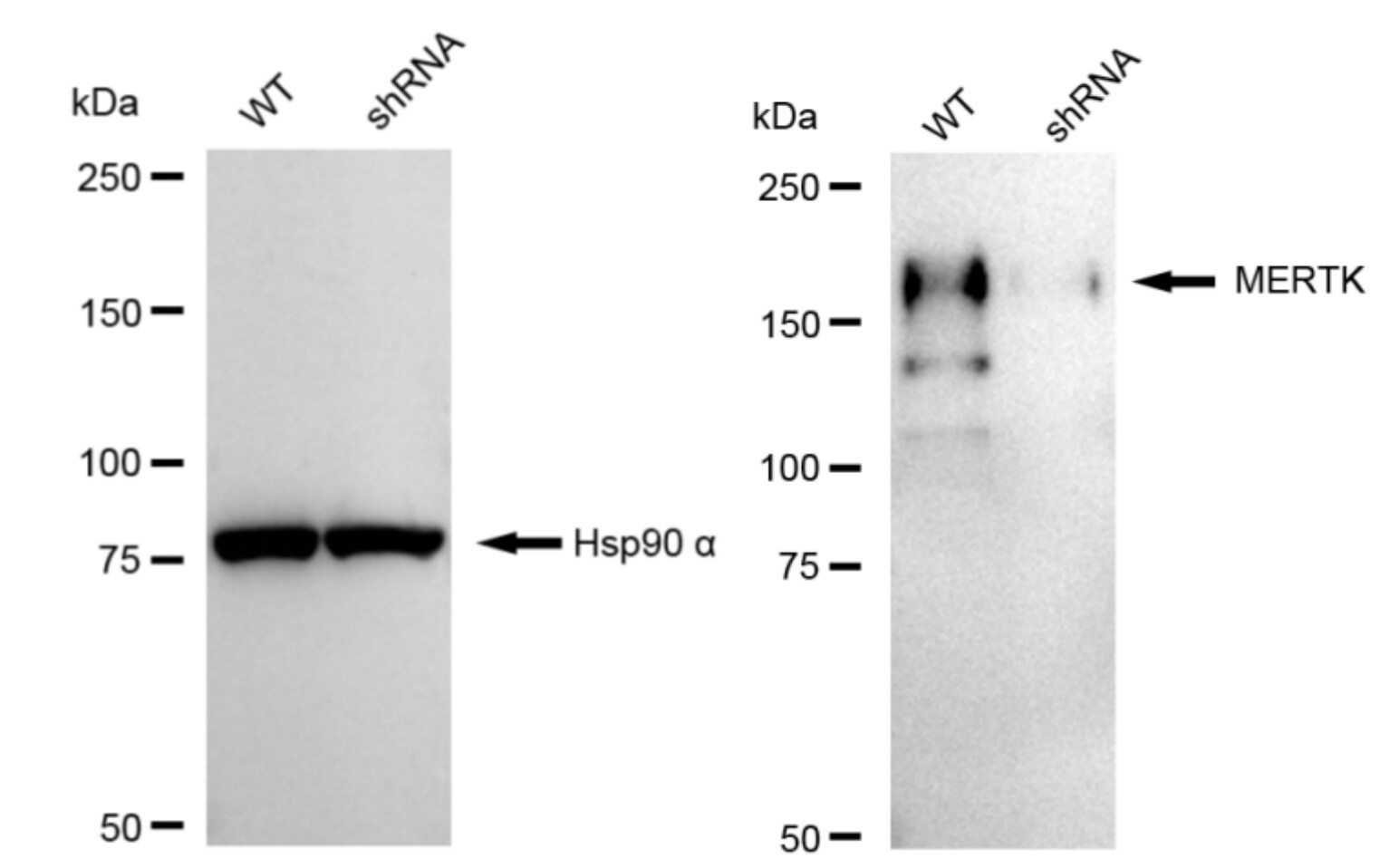 Mer Antibody (23GB2070)