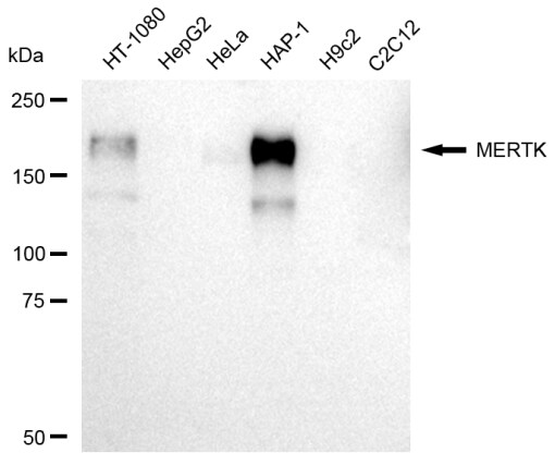 Mer Antibody (23GB2070)