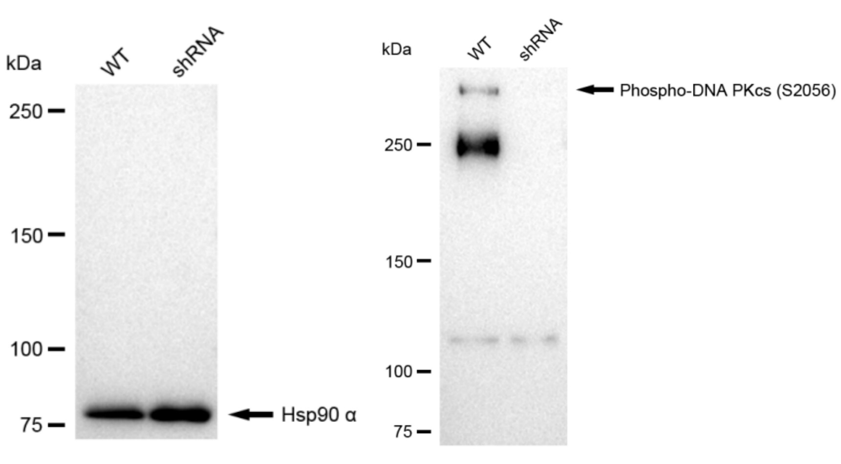 DNA-PKcs [p Ser2056] Antibody (23GB2075)