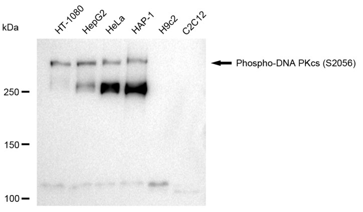 DNA-PKcs [p Ser2056] Antibody (23GB2075)