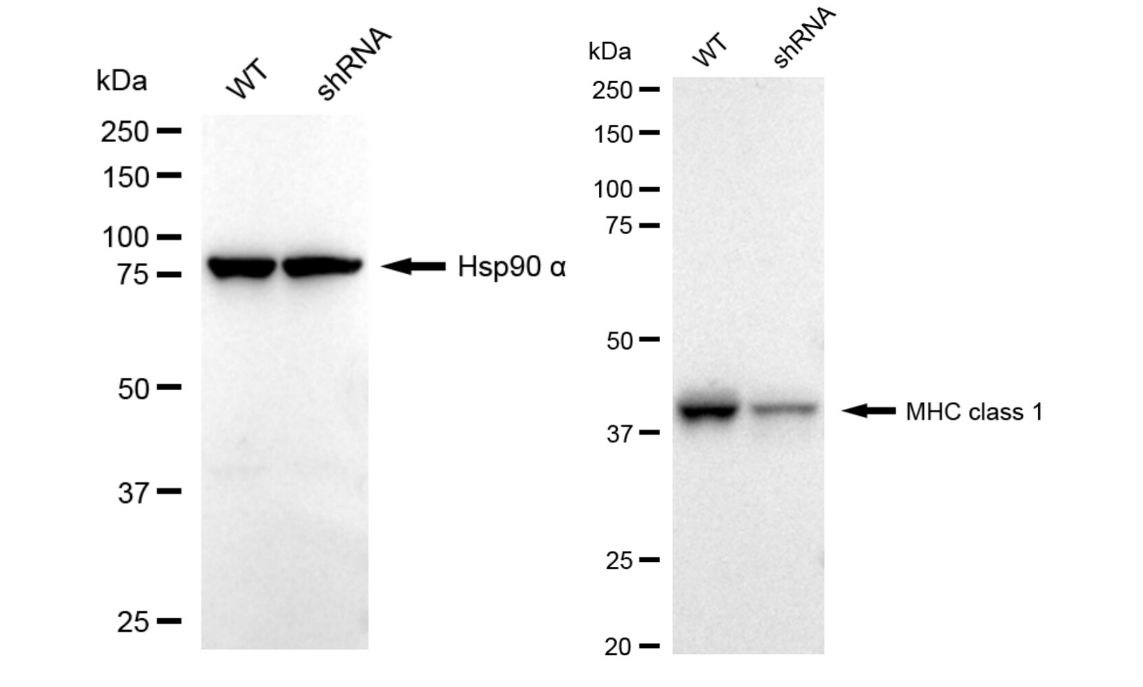 HLA Class I Antibody (24GB6040)