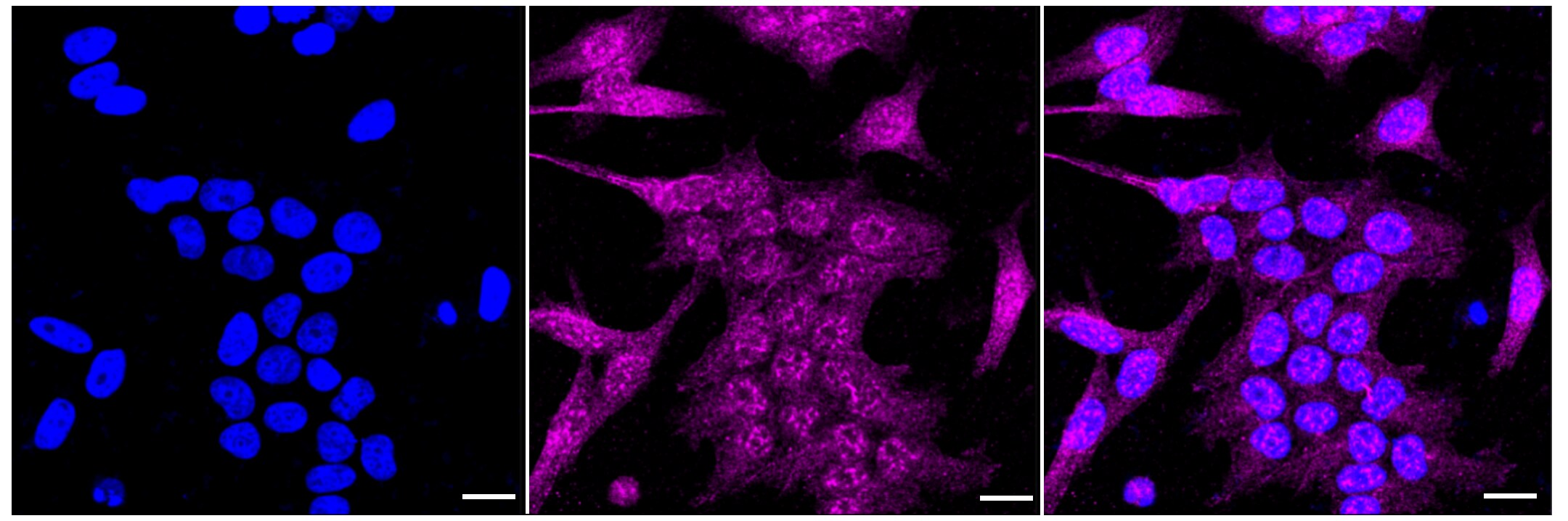 RSK1 Antibody (23GB2080)