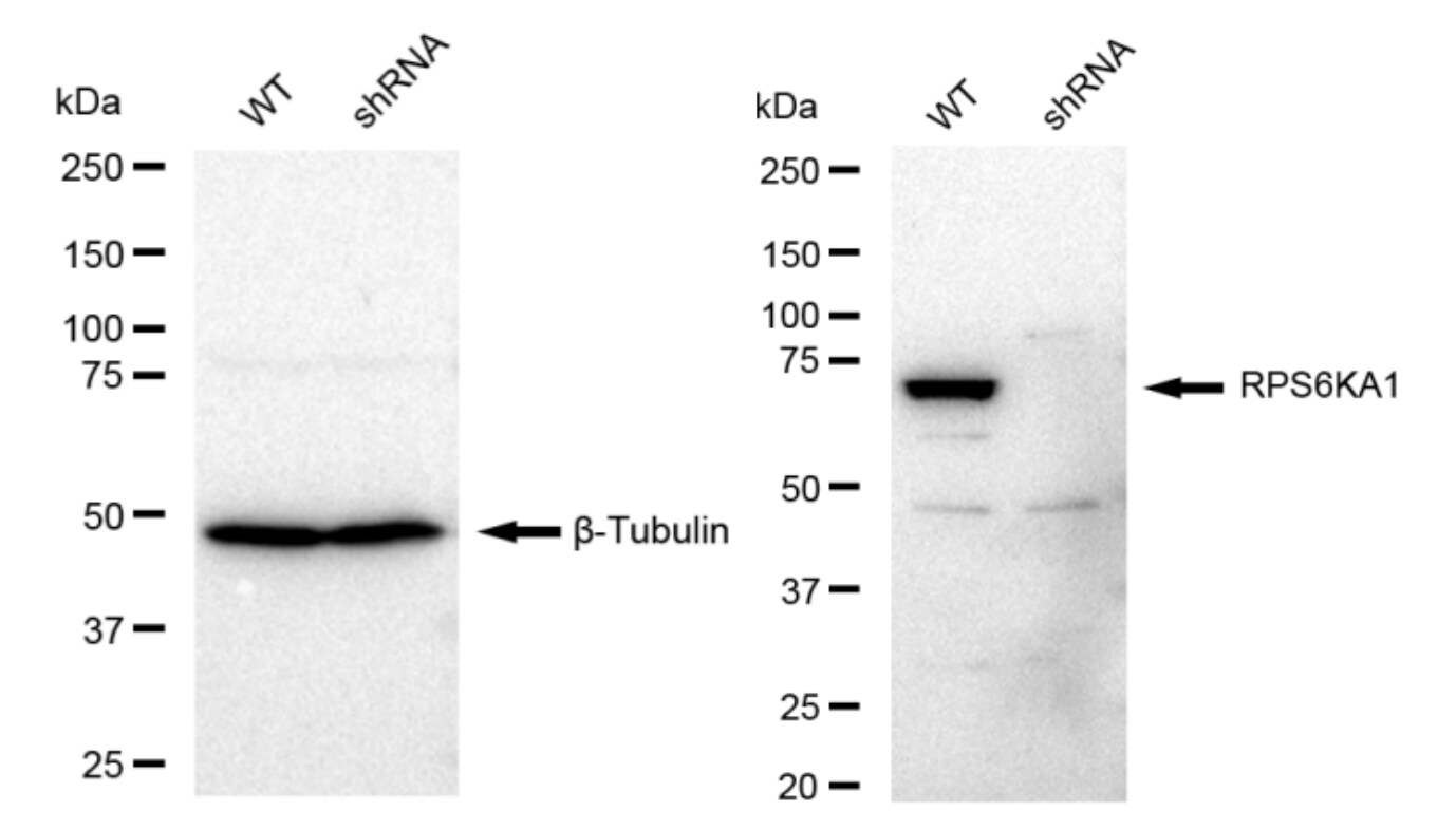RSK1 Antibody (23GB2080)
