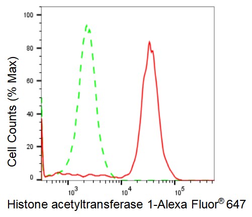 KAT1 Antibody (23GB2090)