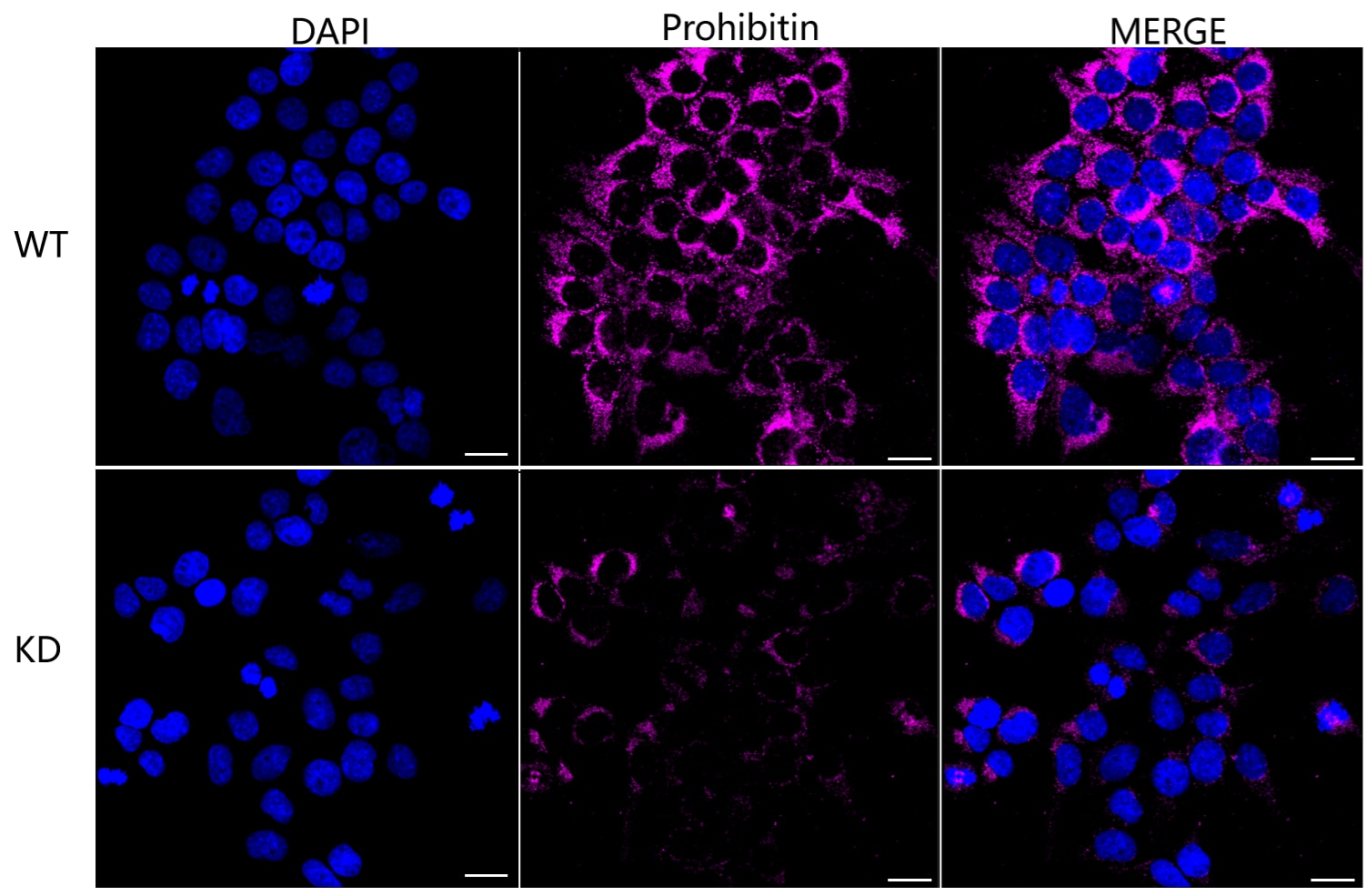 Prohibitin Antibody (24GB6045)