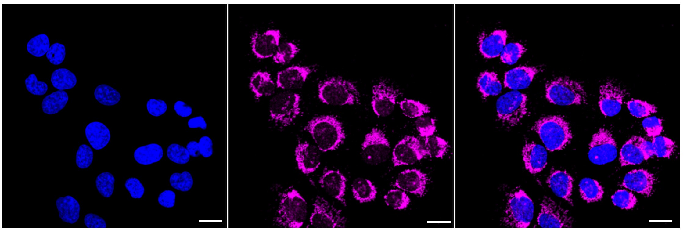 Prohibitin Antibody (24GB6045)