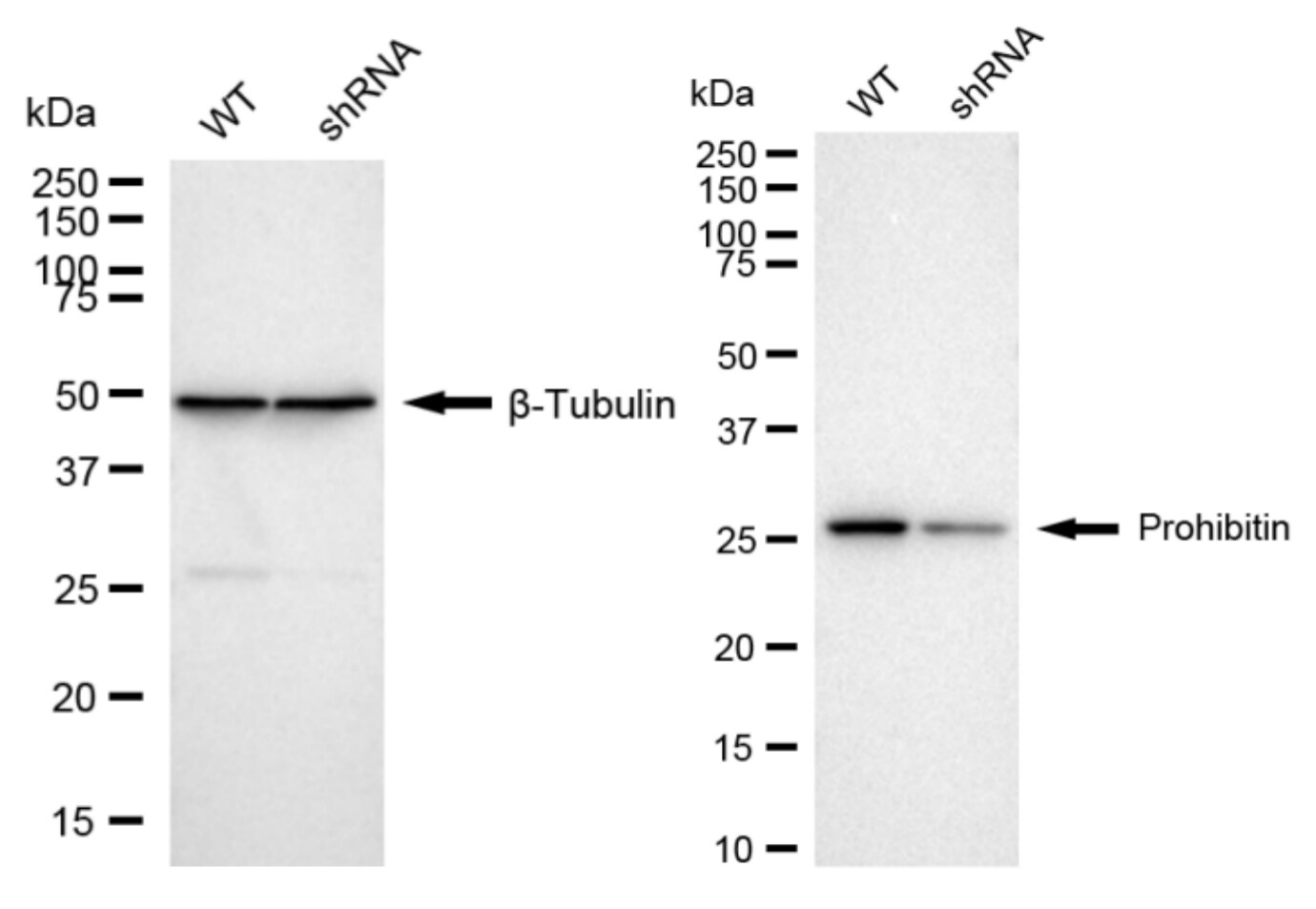 Prohibitin Antibody (24GB6045)