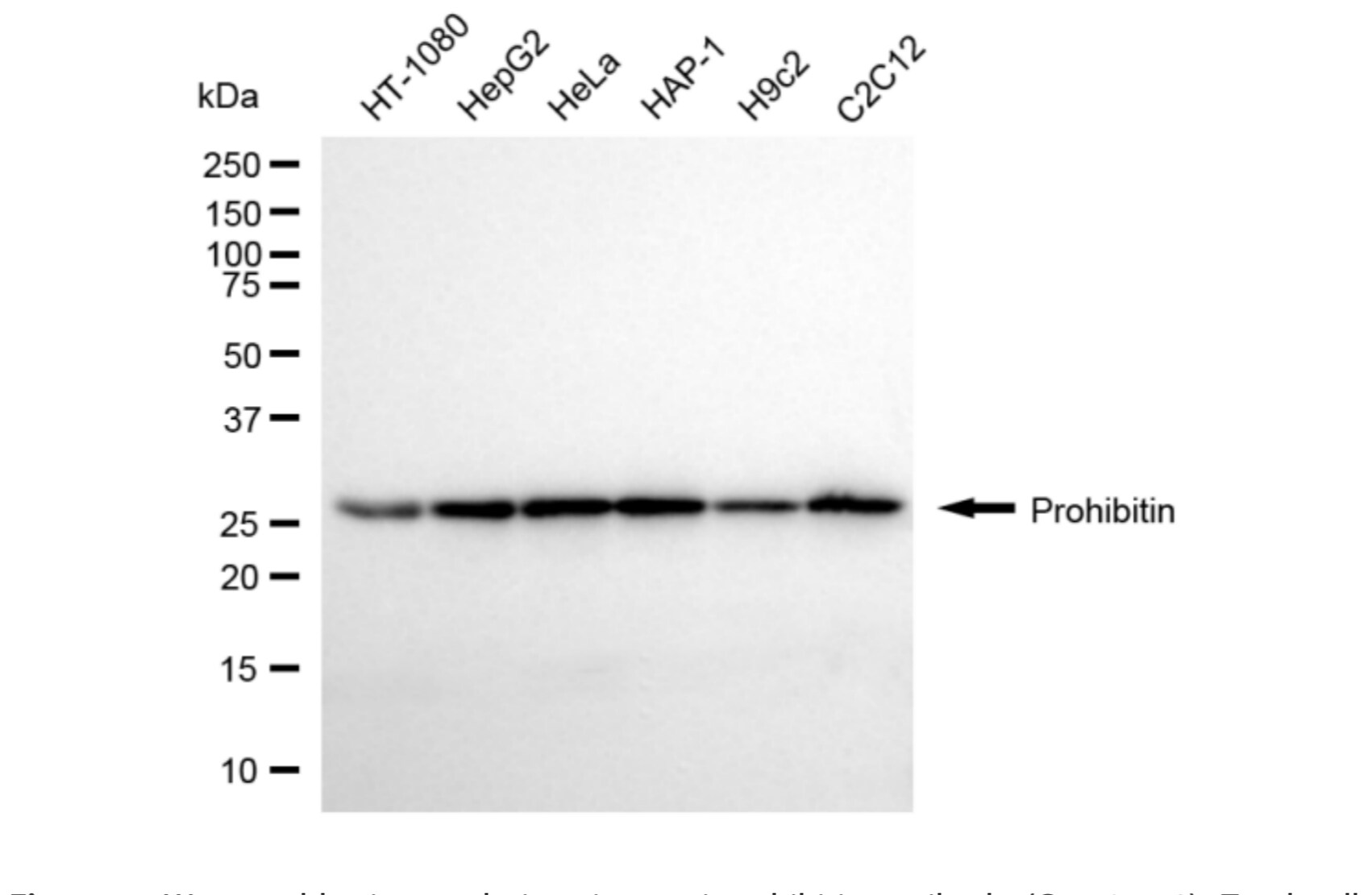 Prohibitin Antibody (24GB6045)