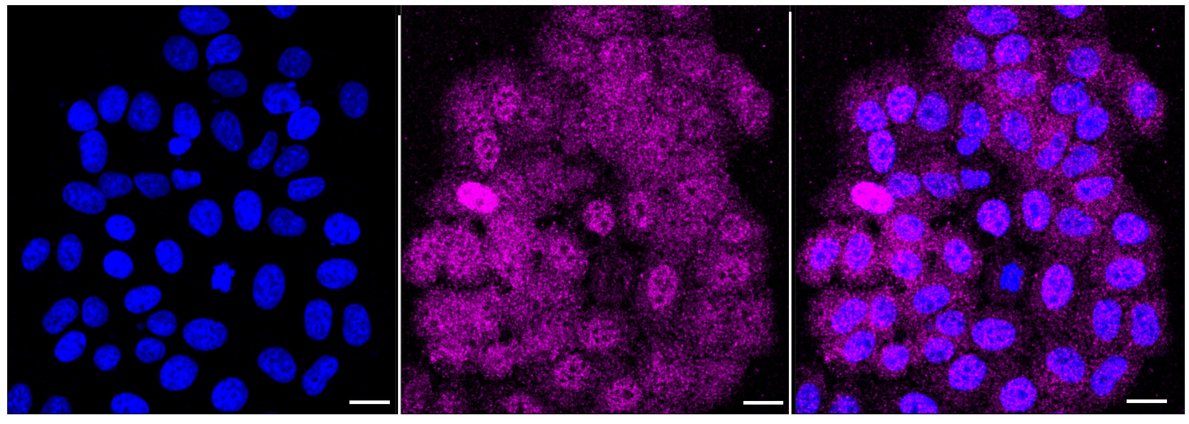 HDAC10 Antibody (24GB6050)